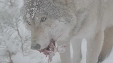 Gray wolf animal eat its prey in snow in slow motion, wolf tears the hare Vidéo 224116045