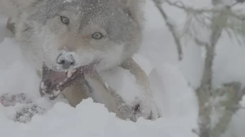 Gray wolf animal eat its prey in snow in slow motion, wolf tears the hare Stock Footage 224142338