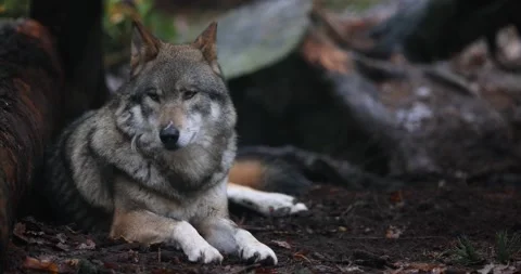A gray wolf are resting in the forest Video stock 164968294
