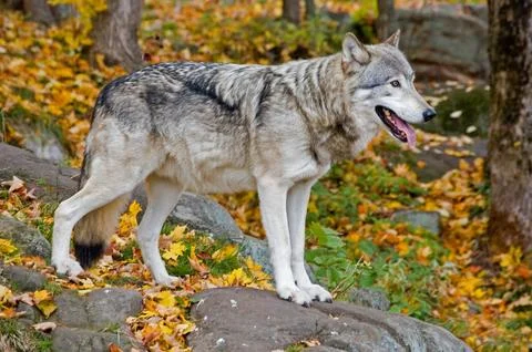 A gray wolf in autumn. Stock Photos