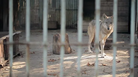 Gray Wolf In A Cage Stock Footage 56184960