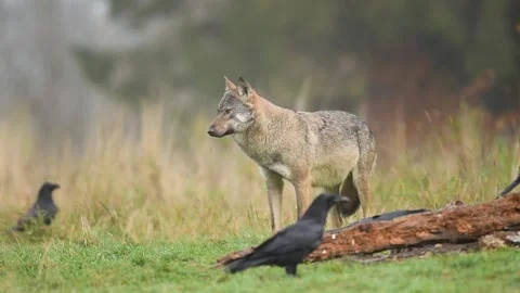Gray wolf ( Canis lupus ) Stock Footage 140146877