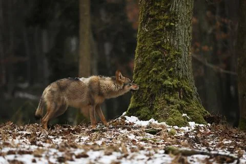 Gray wolf, Canis lupus in forest in winter day. Animal in nature habitat. Wol Foto stock
