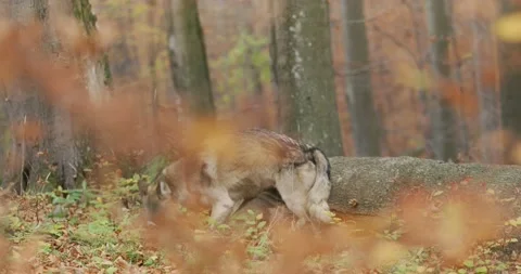 Gray wolf Canis Lupus) looking for food, slow motion Stock Footage 192573525