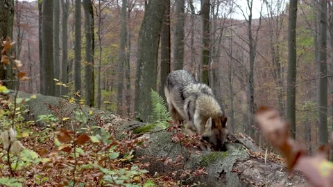 Gray wolf (Canis Lupus) looking for food in the autumn forest Stock Footage 192754362
