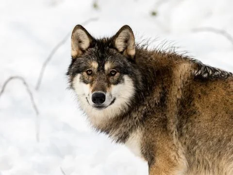 Gray wolf, Canis lupus, looking in camera. with snow in the background. Stock Photos