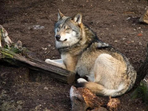 Gray wolf, canis lupus Stock Photos