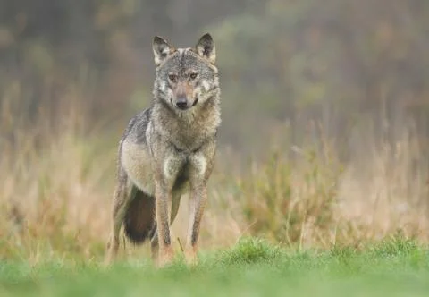 Gray wolf (Canis lupus) Stock Photos