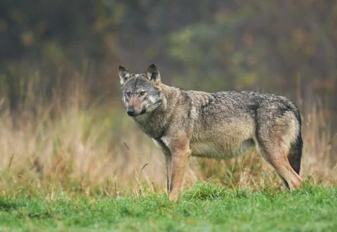 Gray wolf (Canis lupus) Foto stock