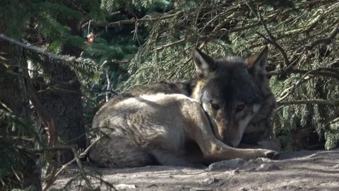 Gray wolf Canis Lupus resting Video stock 237534897