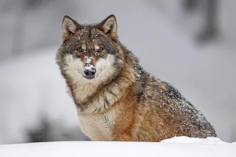 Gray wolf (Canis lupus), sitting, frontal, peaceful, captive, winter, snow Stock Photos