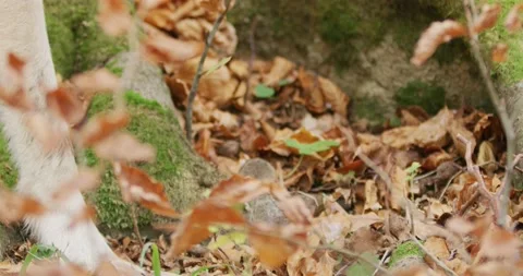 Gray wolf (Canis Lupus) sniffing in the autumn forest, slow motion, close-up Stock Footage 192564144