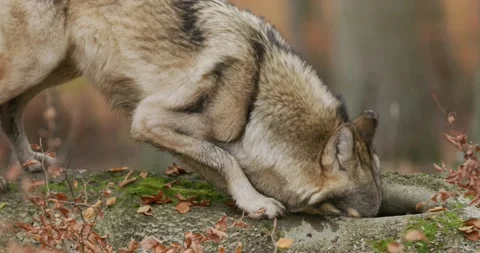 Gray wolf (Canis Lupus) sniffing and looking for food in the autumn forest, slow Stock Footage 192567875
