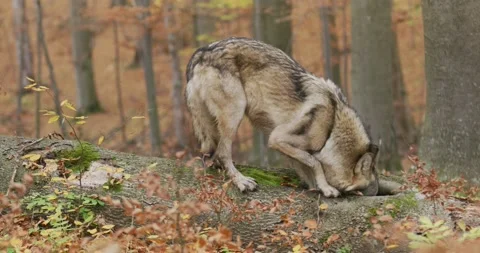 Gray wolf (Canis Lupus) sniffing and looking for food in the autumn forest, slow Stock Footage 192572552