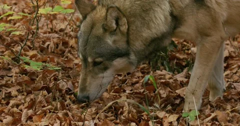 Gray wolf (Canis Lupus) sniffing in the autumn forest, slow motion Stock Footage 192574329