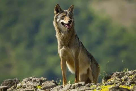 Gray wolf, canis lupus, standing on rocks in mountains in summer Stock Photos