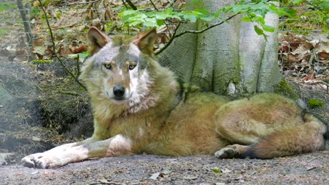 The gray wolf (Canis lupus), timber wolf or western wolf Stock Footage 85748752
