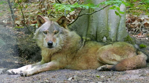 The gray wolf (Canis lupus), timber wolf or western wolf 02 Stock Footage 86612523