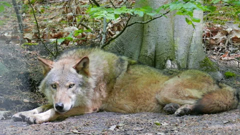 The gray wolf (Canis lupus), timber wolf or western wolf 04 Stock Footage 87202456