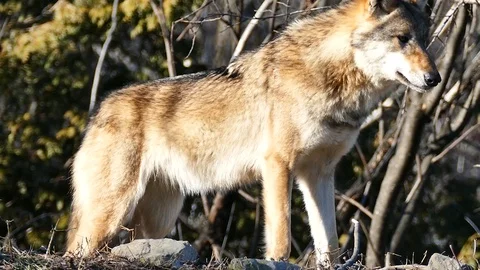 Gray Wolf Canis lupus turning around and leaving Stock Footage 123458664