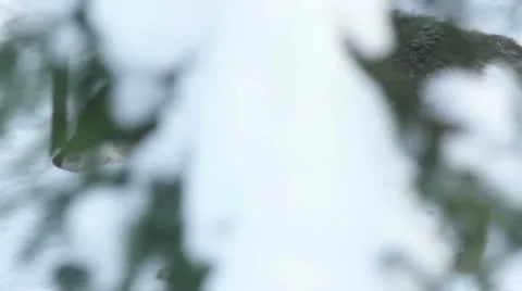 Gray wolf (Canis lupus) walking in the snowy forest in winter. Stock-Footage 22201983