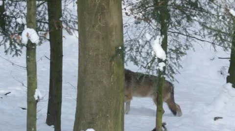 Gray wolf (Canis lupus) walking in the snowy forest in winter. Stock-Footage 22202732