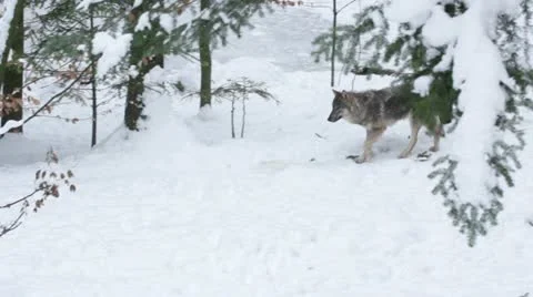 Gray wolf (Canis lupus) walking in the snowy forest in winter. Video stock 22209992