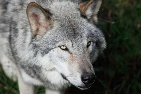 Gray wolf close-up Stock Photos