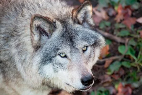 Gray wolf closeup Stock Photos