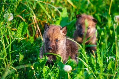 Gray Wolf Cubs in a Grass Foto stock