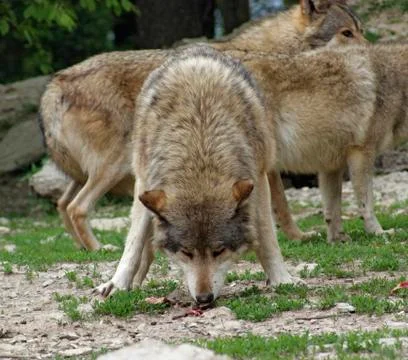 Gray wolf devour some meat Stock Photos