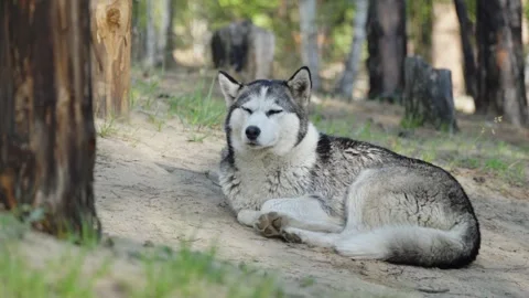 A gray wolf-like dog lies on the sand in the forest Stock Footage 313916366