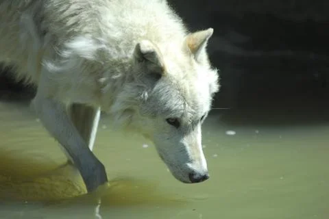 Gray wolf drinking Stock Photos