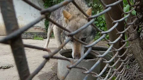 Gray Wolf Drinking Water in Zoo Enclosure Stock Footage 321856476
