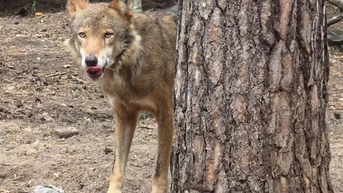 Gray Wolf Eating a Bird Behind a Tree Stock Footage 340492730