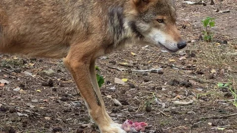 Gray Wolf Eating a Bird Close Up Stock Footage 340489856
