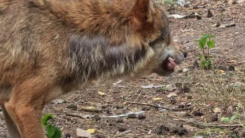 Gray Wolf Eating a Bird Close Up Stock Footage 340492018