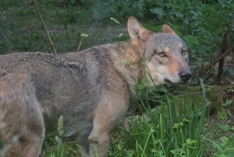 Gray Wolf Eating Green Grass in Nature Stock Footage 340494361