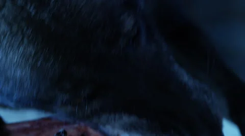 Gray wolf eating meat at night 库存影片 67554405