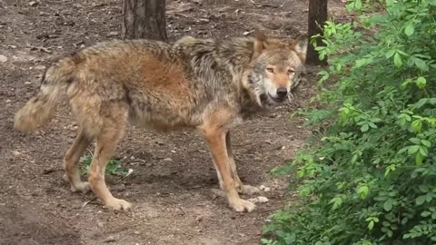 Gray Wolf Eating Raw Meat Close Up Stock Footage 338282971