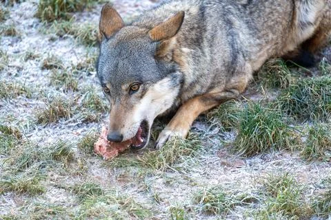 Gray Wolf Eating Raw Meat Outdoors On Frosty Grass Under Winter Morning Light Stock Photos