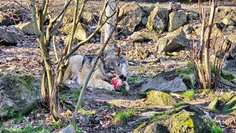 Gray wolf eats meat in the forest with its mouth open chewing Stock Photos