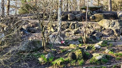 Gray wolf eats meat in the forest with its mouth open chewing Stock Photos