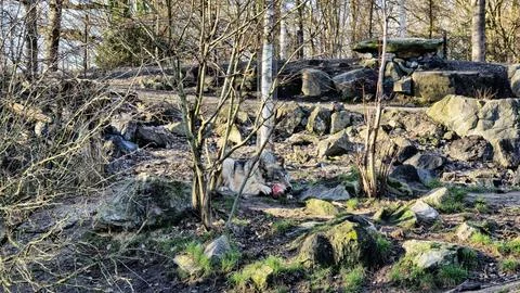 Gray wolf eats meat in the forest with its mouth open chewing Foto stock