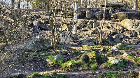 Gray wolf eats meat in the forest with its mouth open chewing Stock Photos