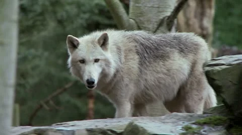 Gray wolf Vidéo 20604001