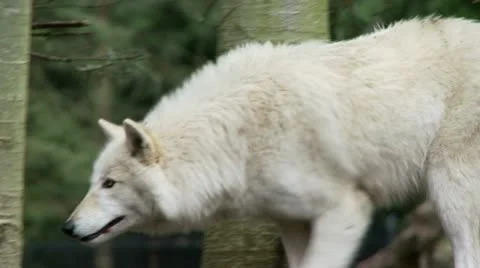 Gray wolf Stock Footage 21266731