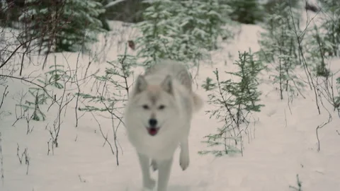 Gray wolf Stock Footage 151034546