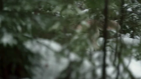 Gray wolf Stock Footage 151034554