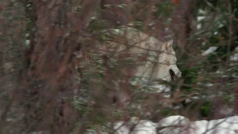 Gray wolf Stock Footage 151034928